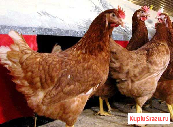 Куры несушки молодки Россошь - изображение 1