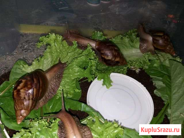 Улитка Ахатина (Пантера; Achatina panthera) Кохма - изображение 1