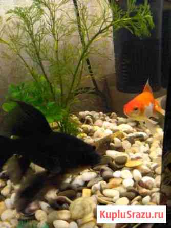 Золотые рыбки Красногорск