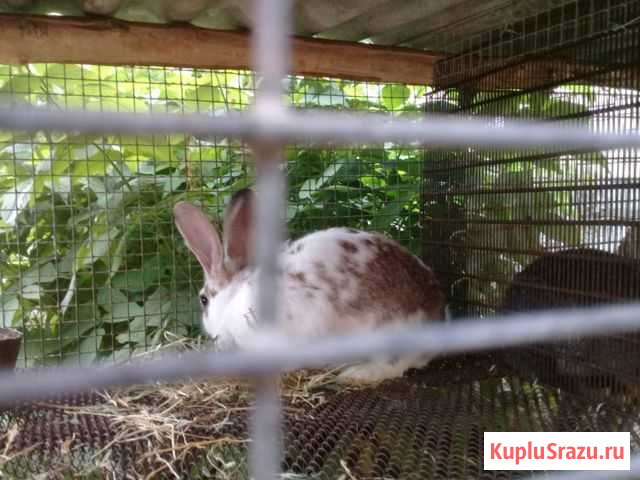 Кролики Екатериноградская - изображение 1