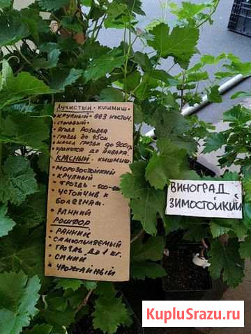 Виноград Ступино - изображение 1