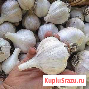 Чеснок Кинешма - изображение 1