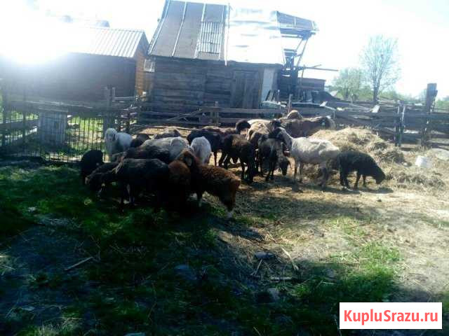 Мясо свежее баранина домашняя Крестцы - изображение 1