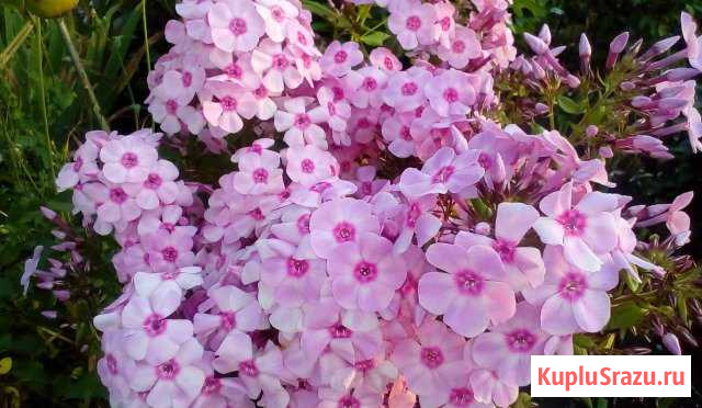 Флоксы метельчатые Калуга - изображение 1