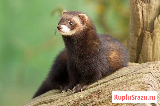 Домашние хорьки Санкт-Петербург - изображение 1