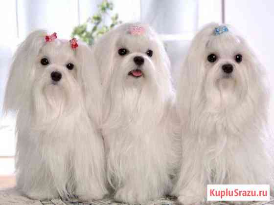 Болоночки Серпухов