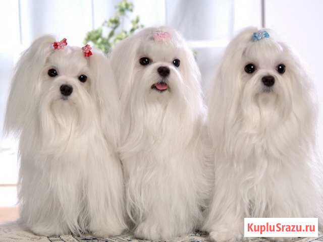 Болоночки Серпухов - изображение 1