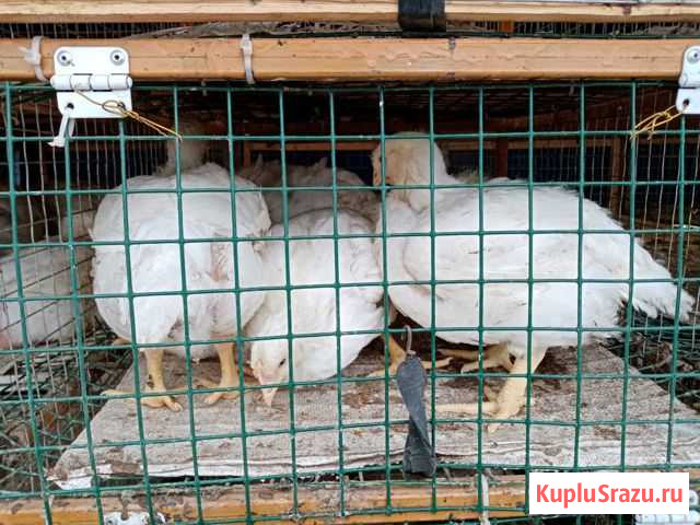 Бройлеры, утки, гусята Муслюмово - изображение 1