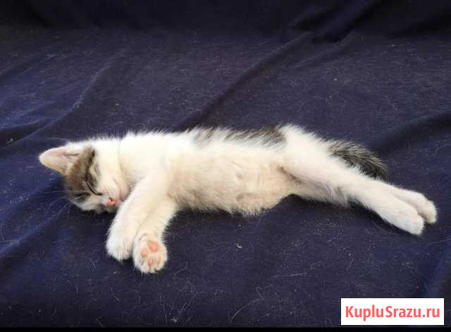 Котёнок Орехово-Зуево - изображение 1