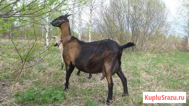 Козы дойные, козочки, козлики, козлятки Сухобезводное - изображение 1
