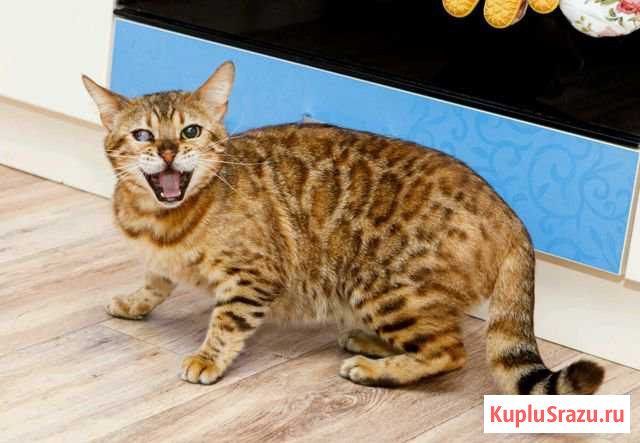 Кошка в добрые руки Геленджик - изображение 1