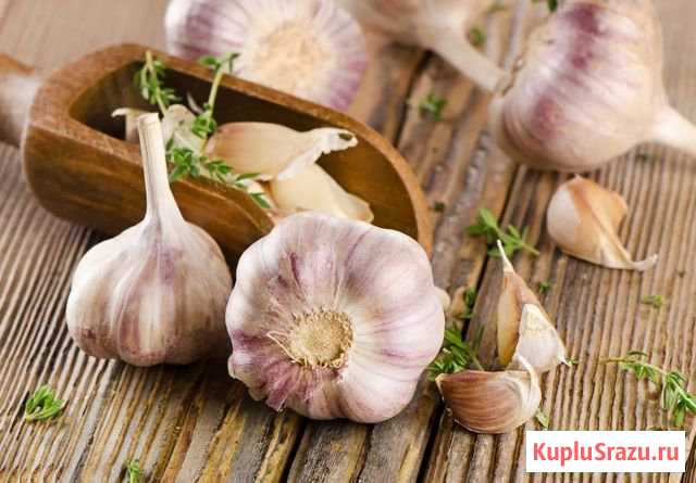 Продаем чеснок Доброе - изображение 1