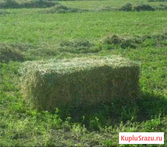 Сено в брикетах 2019года Навашино - изображение 1