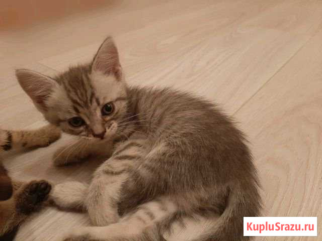 Кошечек в добрые руки Фролово - изображение 1