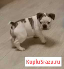 Французский бульдог Строитель - изображение 1