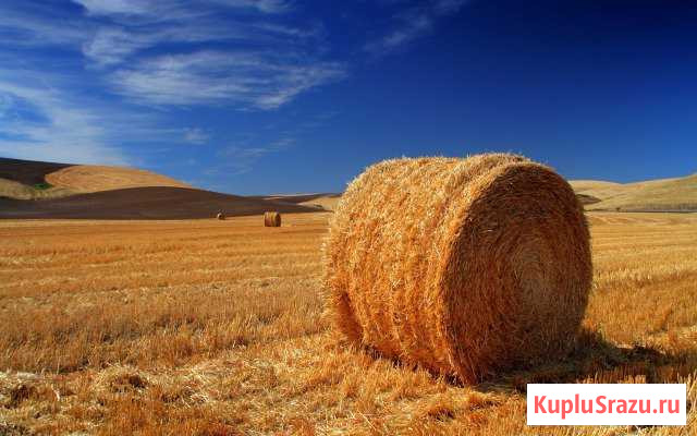Сено Красюковская - изображение 1