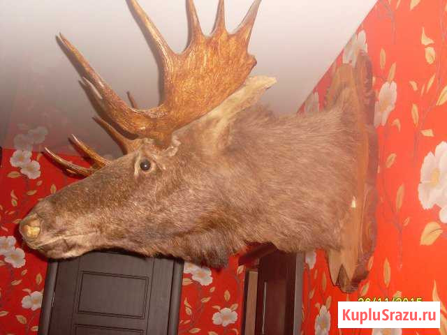 Чучело головы лося Нарышкино - изображение 1