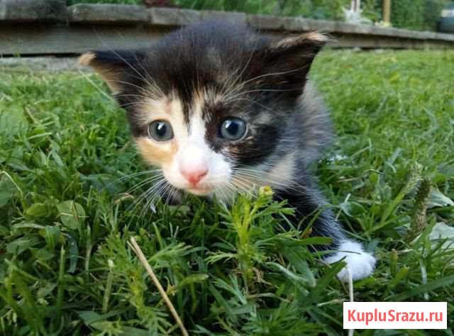 Котята Петрозаводск - изображение 1