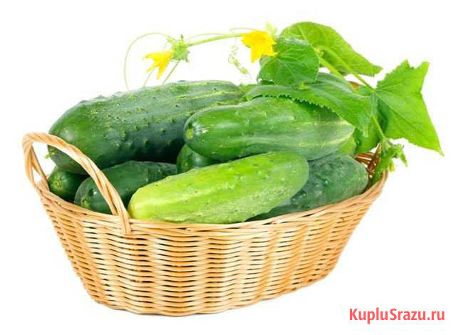 Огурцы Волжский - изображение 1