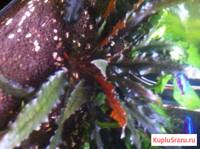 Криптокорина для аквариума Обнинск - изображение 1