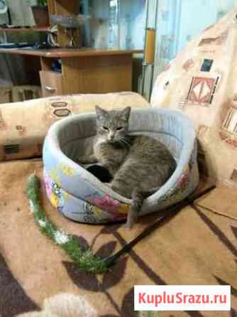 Кошка Первоуральск