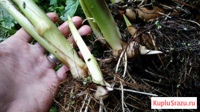 Корневища/клубни водных канн Бронницы - изображение 1