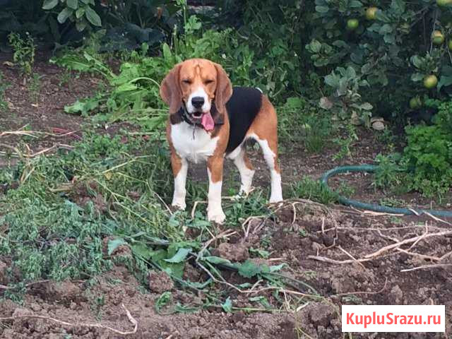 Красавчик бигль желает повязаться Пушкино - изображение 1