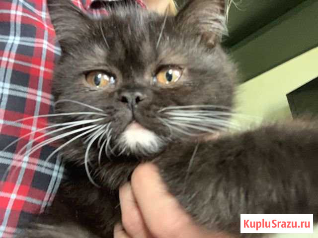 Кошечка «ехо» Хотьково - изображение 1