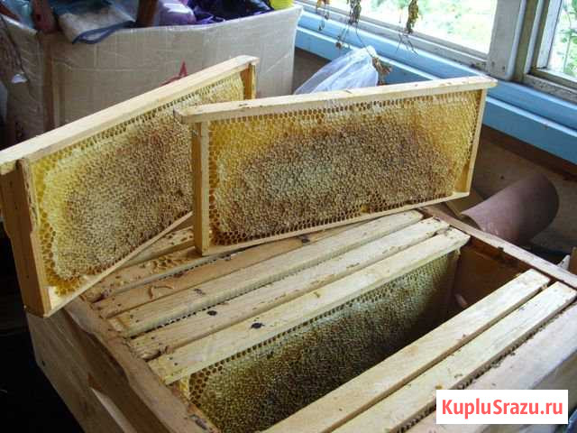 Мед в рамке Курган - изображение 1