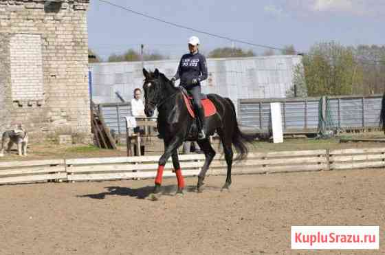 Лошадь в аренду Агалатово