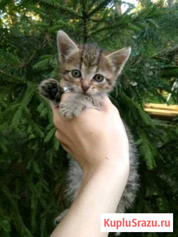 Котёнок в добрые руки Раменское - изображение 1