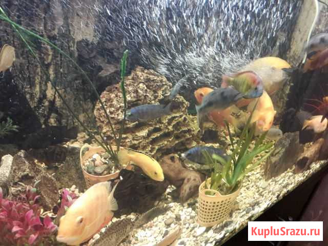 Рыбки, растения Курган - изображение 1