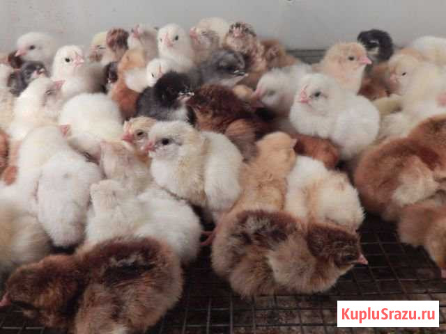 Цыплята Касторное - изображение 1