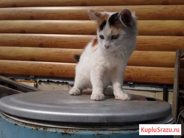 Трехцветная кошечка Ливны - изображение 1
