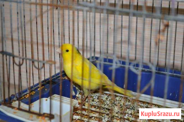 Поющий кенар с клеткой Староминская - изображение 1