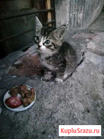 Котик Калининград - изображение 1