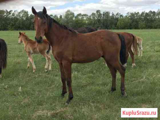 Жеребчик арабской породы Казань