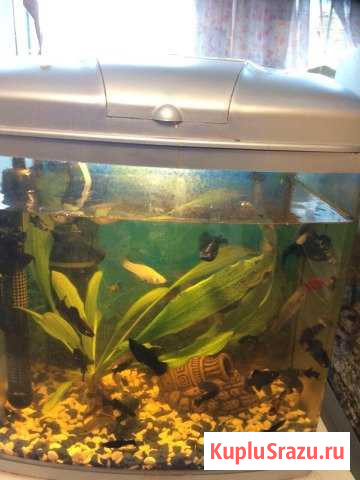 Аквариум с рыбками Красногорск - изображение 1