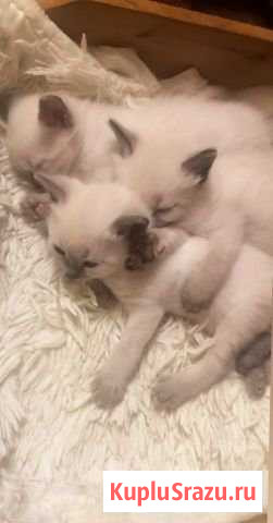 Котята Кохма - изображение 1