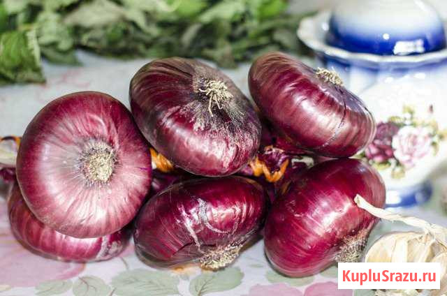 Лук фиолетовый Белгород - изображение 1