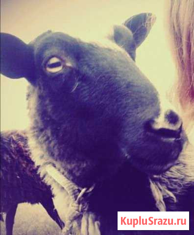 Романовские бараны, овцы Воронеж - изображение 1