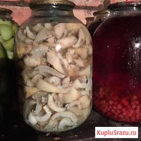 Продам новый урожай грибов 2019 Лыткарино - изображение 1