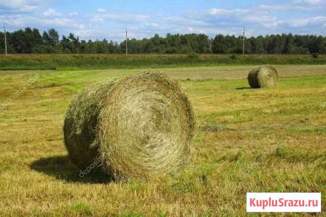 Сено в рулонах Белоусово - изображение 1