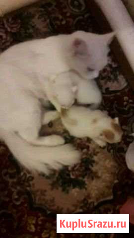 Котята ангорка Энгельс - изображение 1