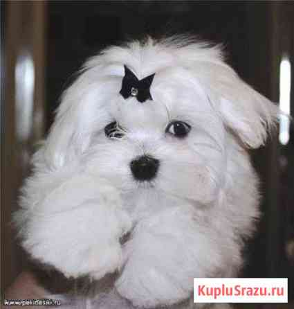 Малышки шалунишки Серпухов