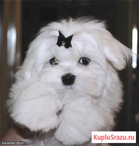 Малышки шалунишки Серпухов - изображение 1