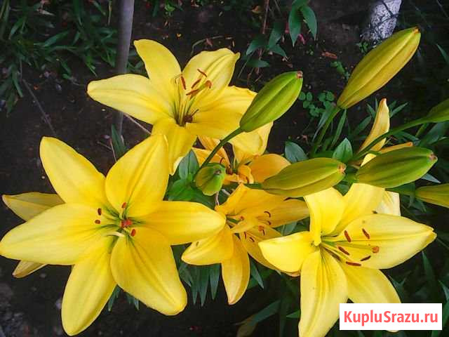 Продаю луковицы лилий Бор - изображение 1