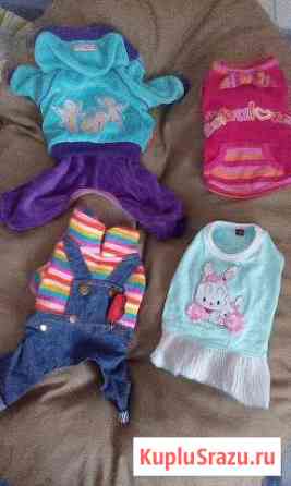 Одежда на маленькую собачку Ногинск