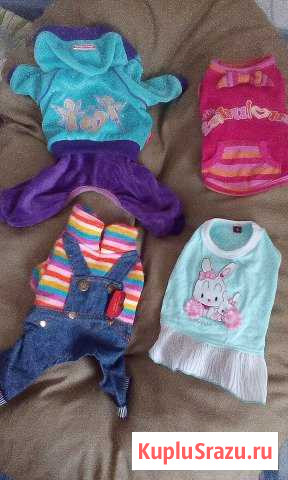 Одежда на маленькую собачку Ногинск - изображение 1