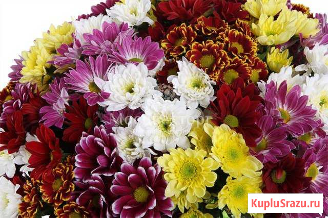 БукетКустовые хризантемы Кемерово - изображение 1